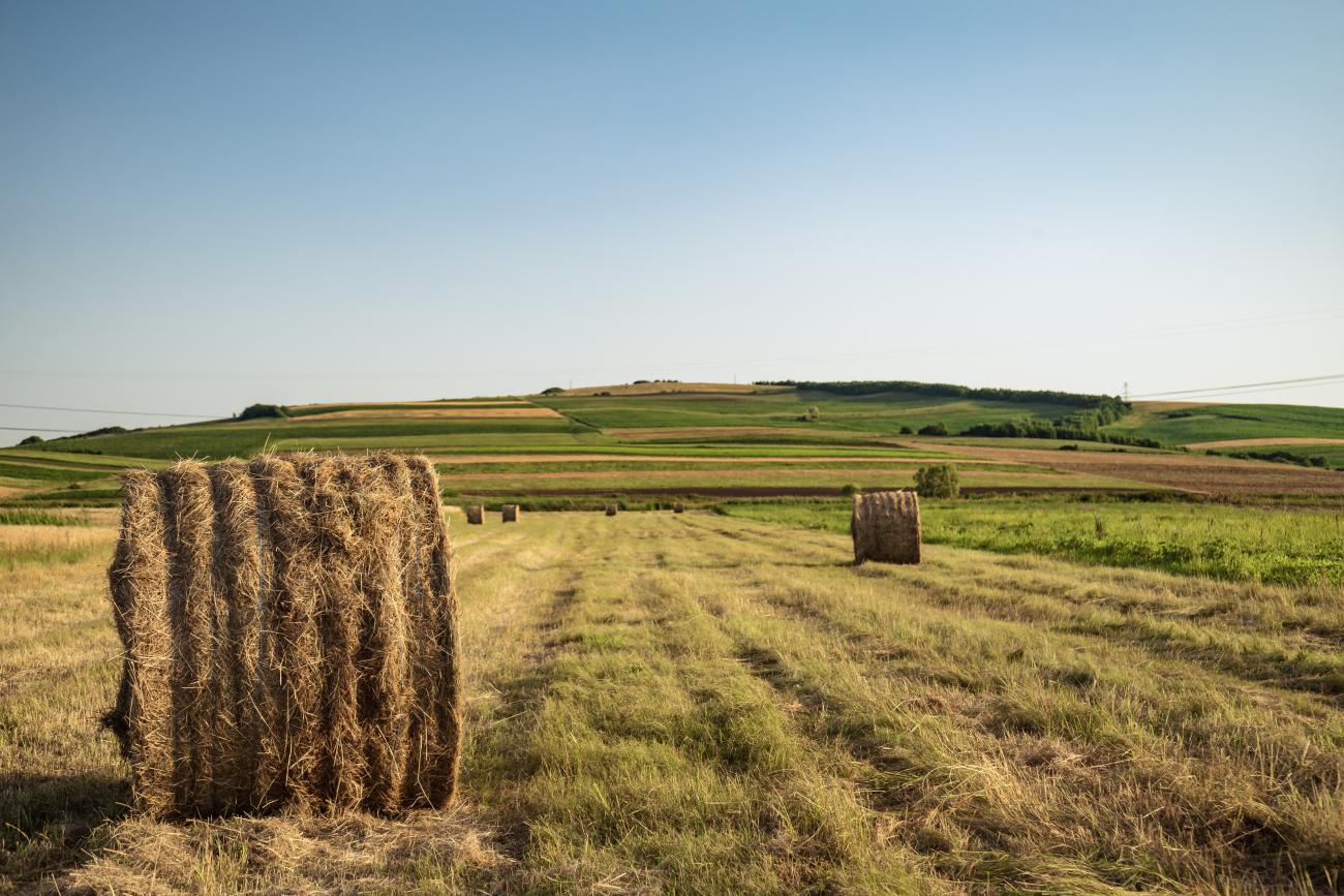 Agricoltura e pesca